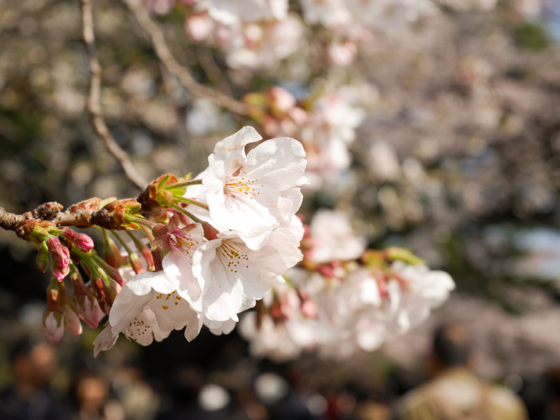 f:id:alpiacere:20190331143150j:plain