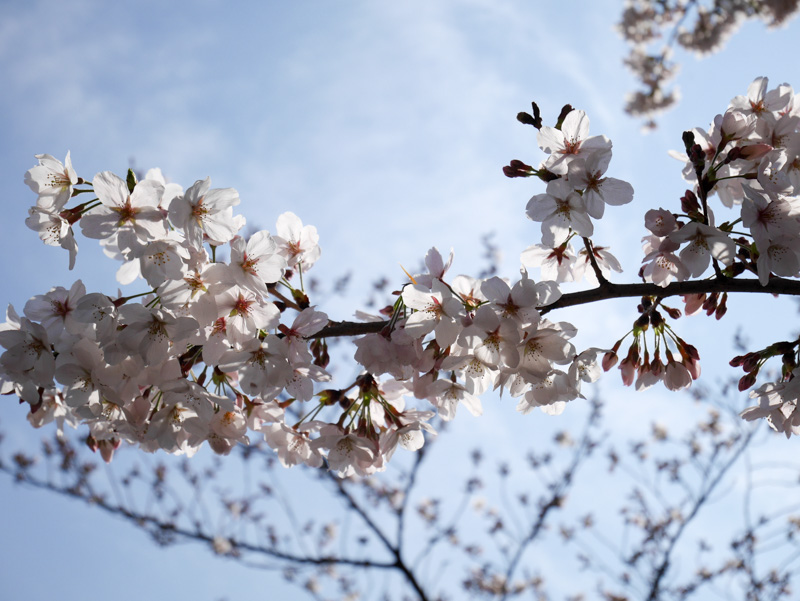 f:id:alpiacere:20190331144004j:plain