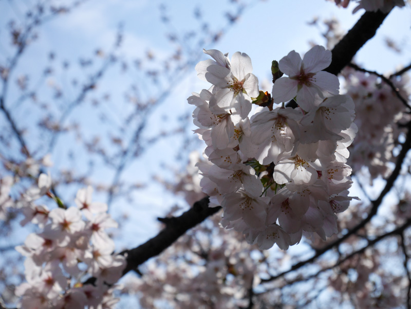 f:id:alpiacere:20190331144014j:plain