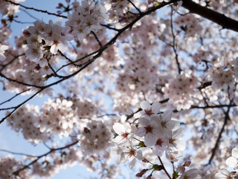 f:id:alpiacere:20190331144039j:plain