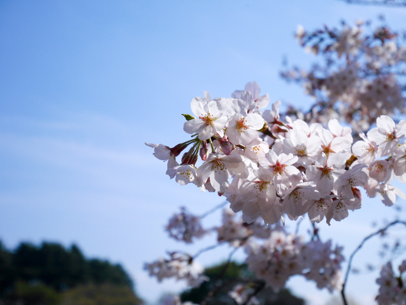 f:id:alpiacere:20190331144111j:plain