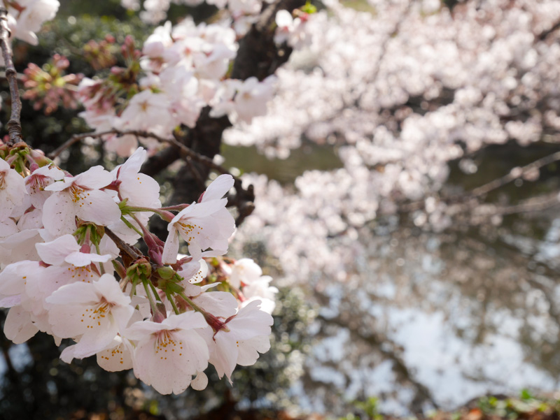f:id:alpiacere:20190331144137j:plain