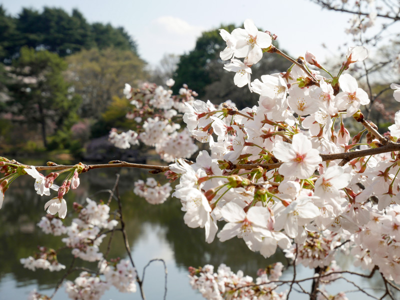 f:id:alpiacere:20190331144156j:plain