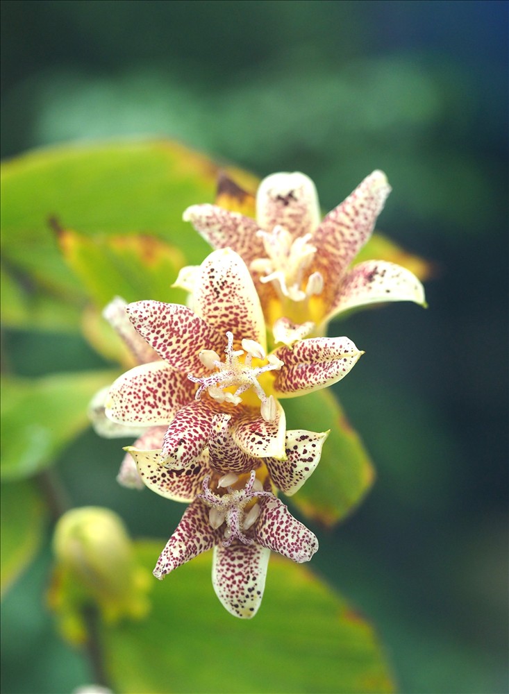 山の花は友達・・・alplant