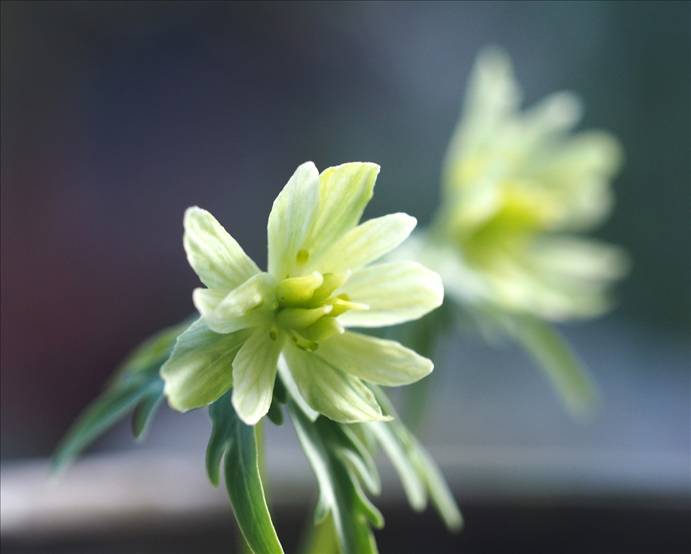 セツブンソウの緑花系の花の色々で～す。 - 山の花は友達