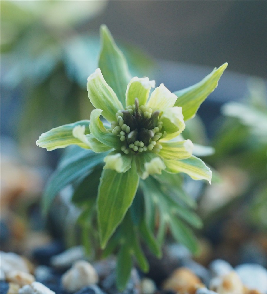 セツブンソウの緑花系の花の色々で～す。 - 山の花は友達