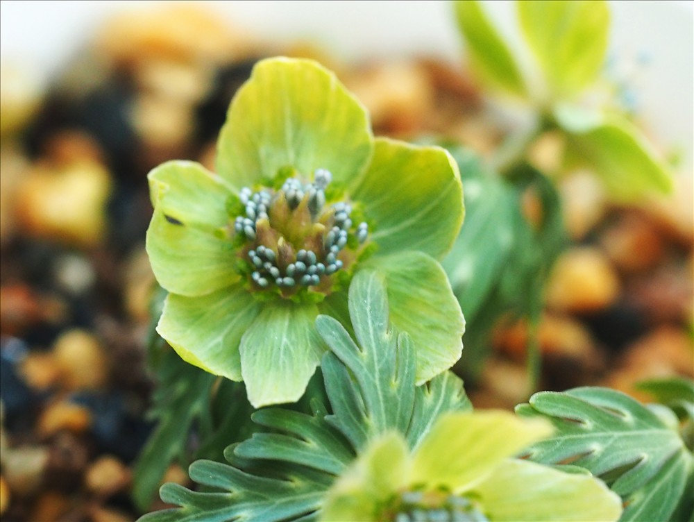 セツブンソウの緑花系の花の色々で～す。 - 山の花は友達