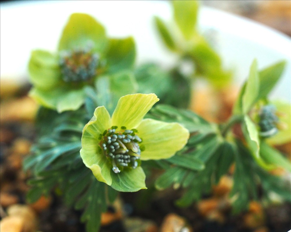 セツブンソウの緑花系の花の色々で～す。 - 山の花は友達