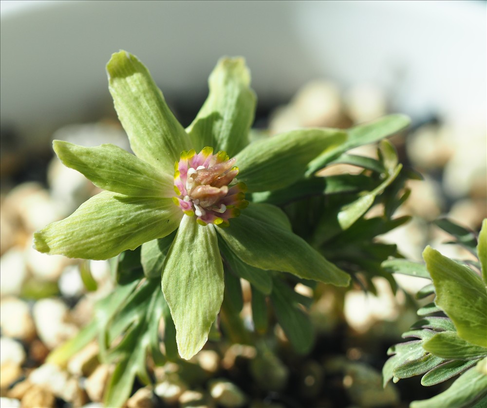 セツブンソウの緑花系の花の色々で～す。 - 山の花は友達