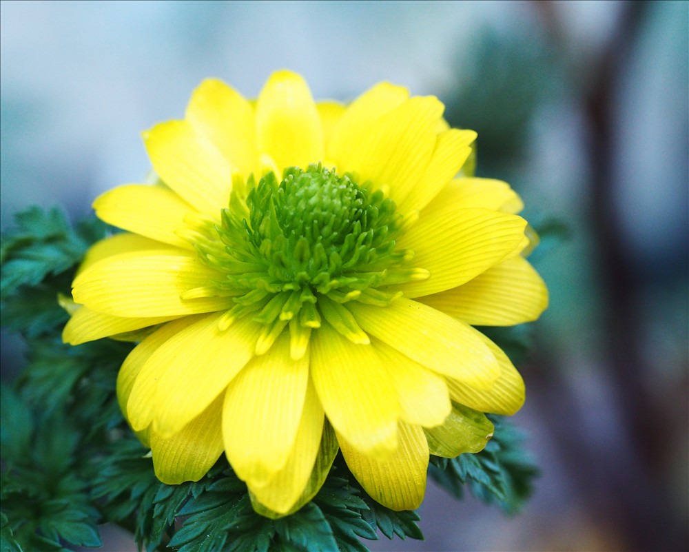 福寿草様 福寿草のオリジナルな花が今年も咲きました。 - 山の花は友達