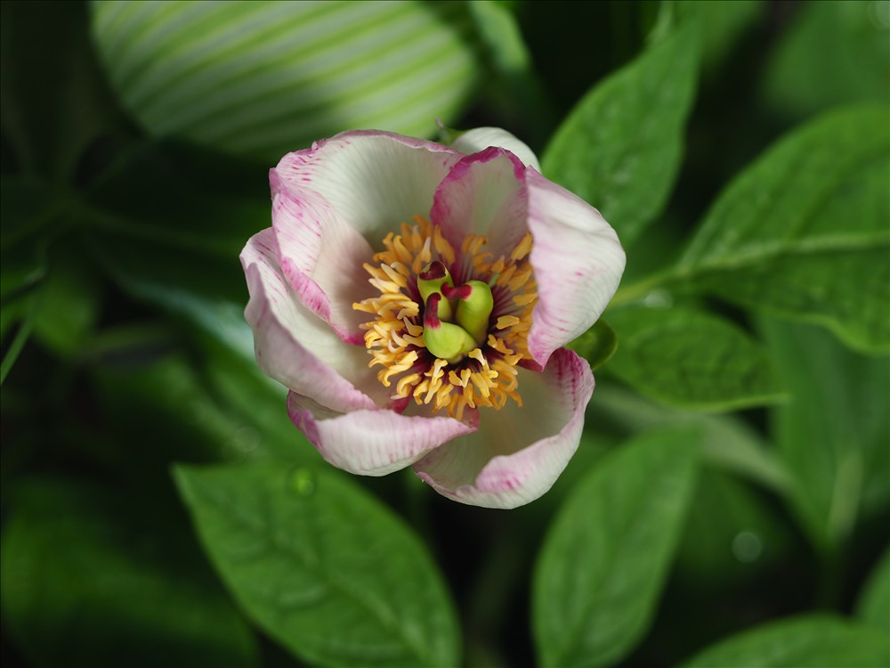 色々な花のヤマシャクヤクが咲きました。 - 山の花は友達