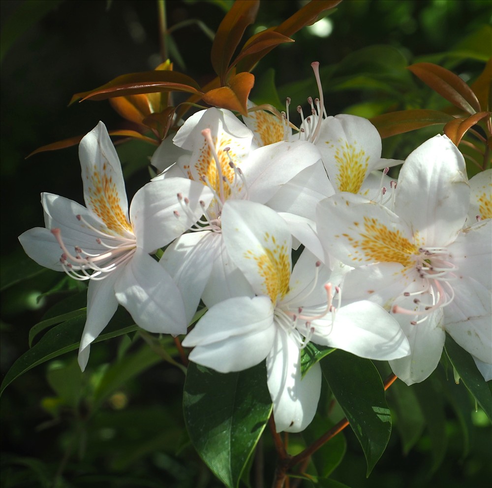 今年も鉢植えの色々なツツジが咲きました。 - 山の花は友達