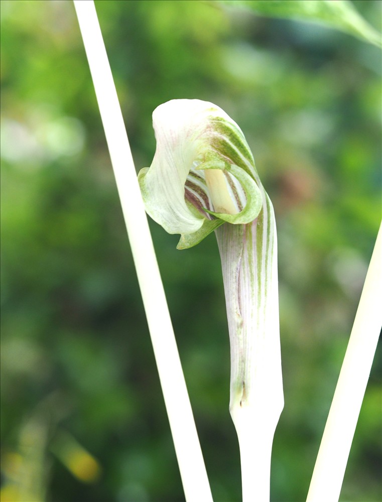 今年のムサシアブミの花から・・・ - 山の花は友達