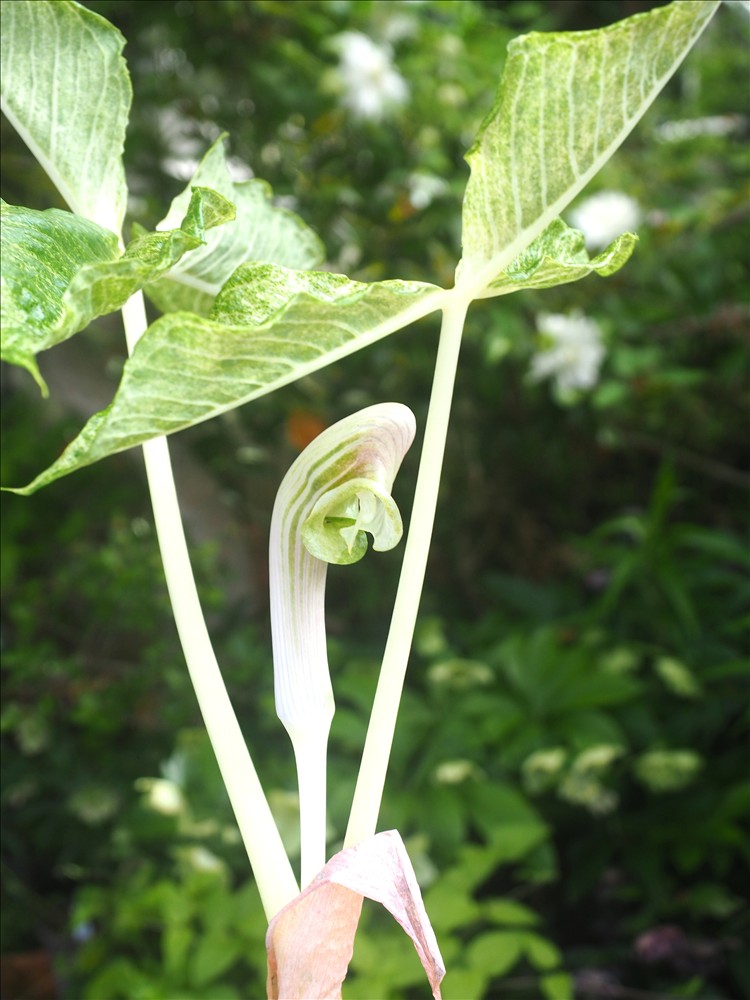 今年のムサシアブミの花から・・・ - 山の花は友達