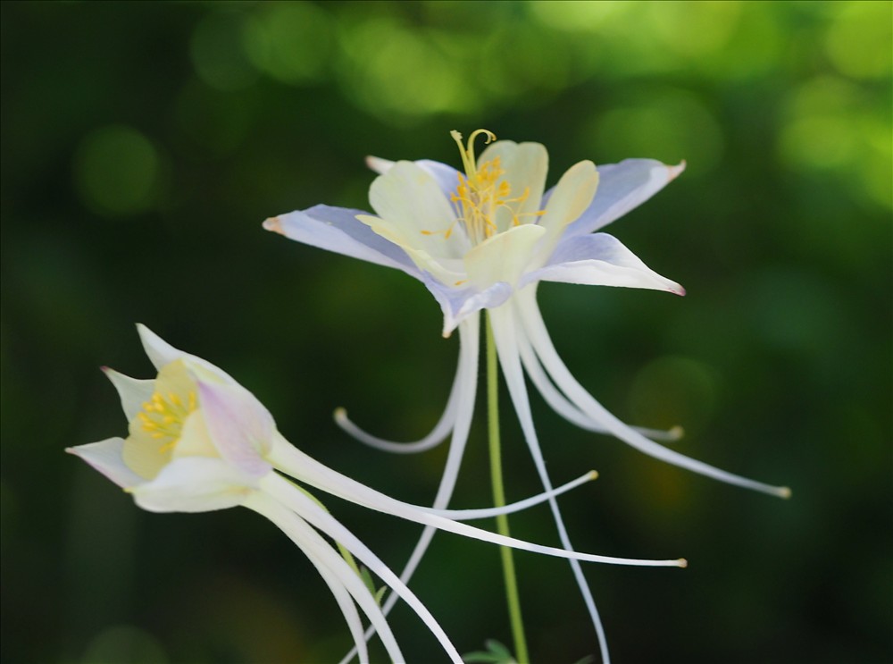 海外からのオダマキです。 - 山の花は友達