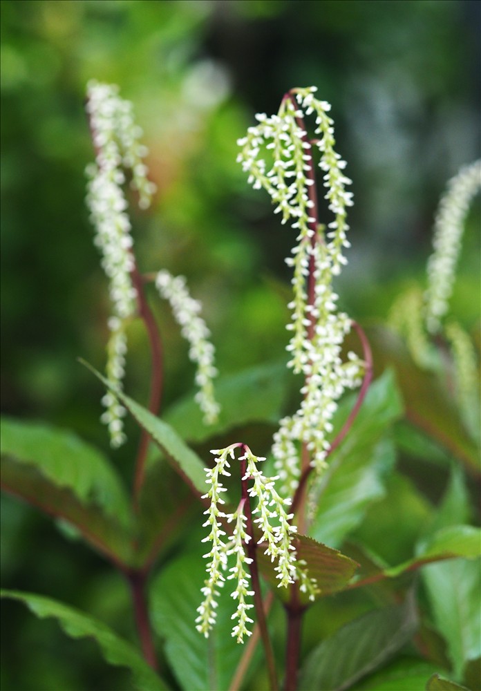 今年も色々な山野草が咲きました。 - 山の花は友達