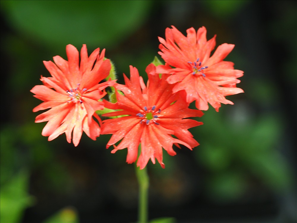 今年もセンノウの仲間が咲きました。 - 山の花は友達