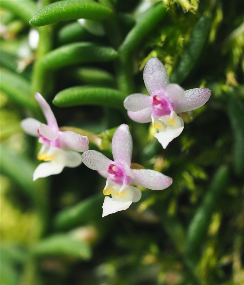 ムカデランがの花が咲きました。 - 山の花は友達