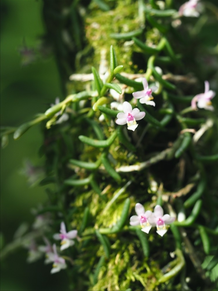 ムカデランがの花が咲きました。 - 山の花は友達