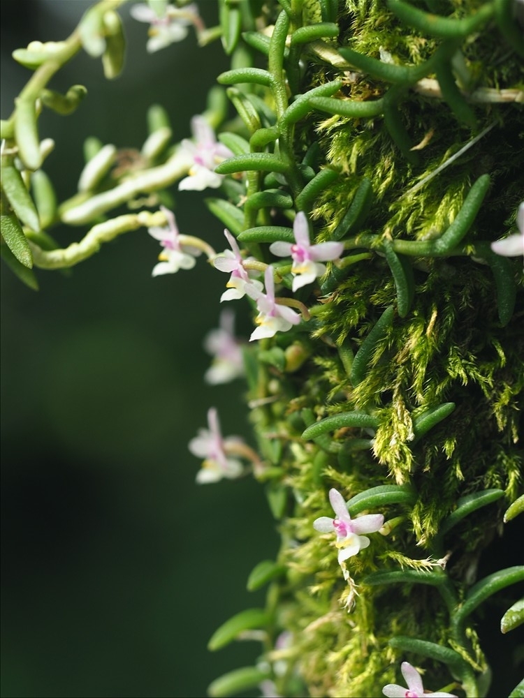 ムカデランがの花が咲きました。 - 山の花は友達