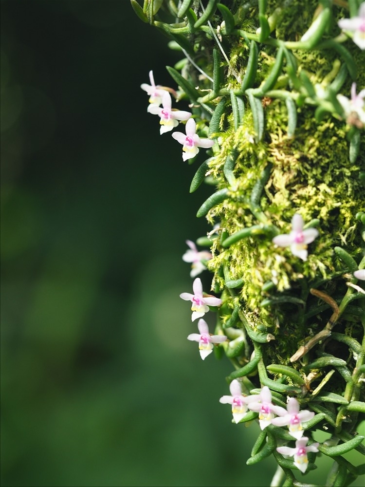 ムカデランがの花が咲きました。 - 山の花は友達