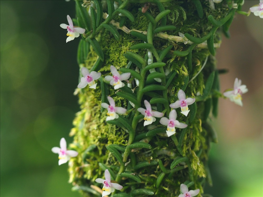 ムカデランがの花が咲きました。 - 山の花は友達