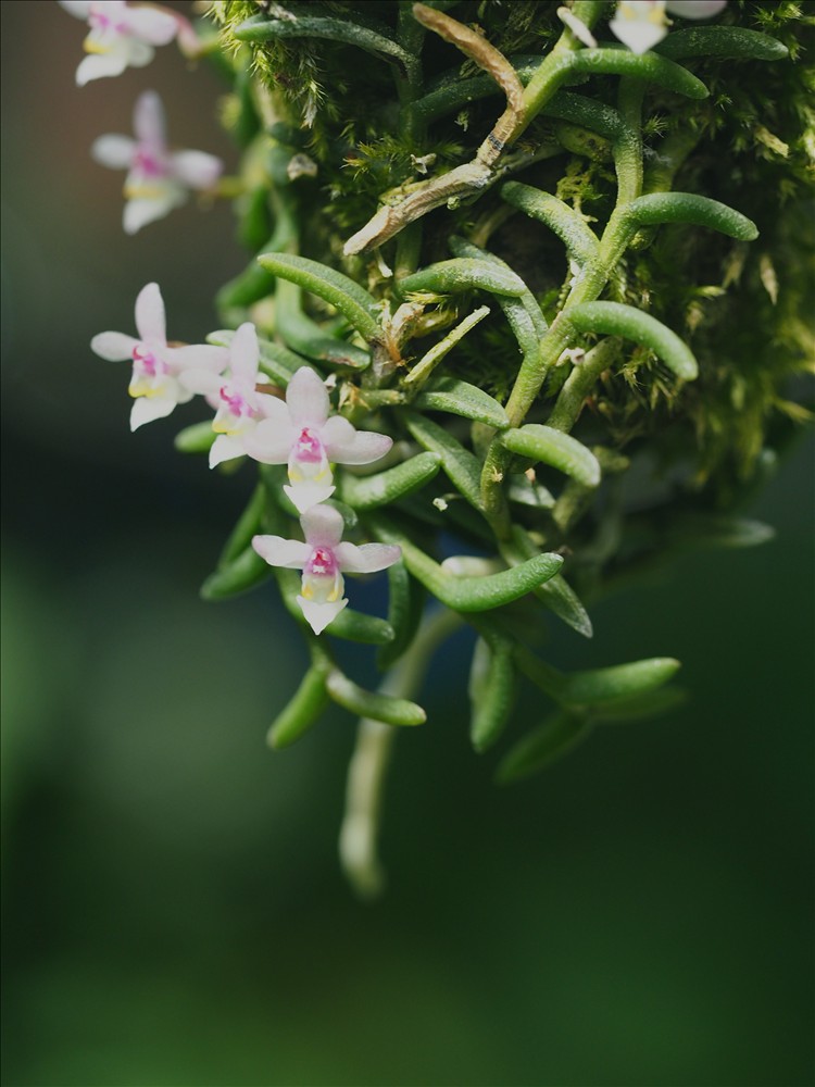 ムカデランがの花が咲きました。 - 山の花は友達