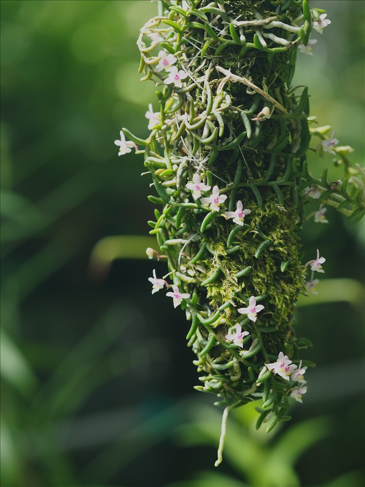 ムカデランがの花が咲きました。 - 山の花は友達