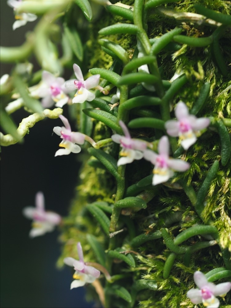 ムカデランがの花が咲きました。 - 山の花は友達