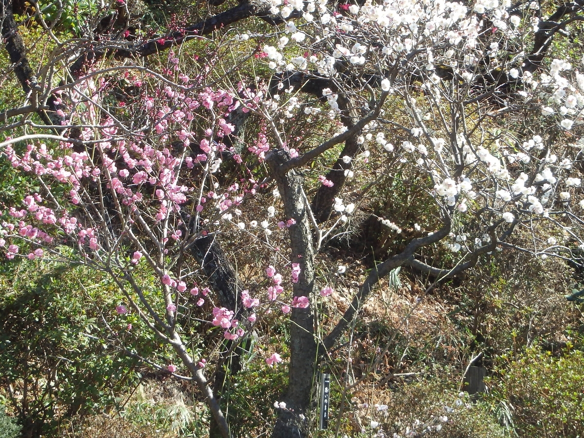 f:id:alps6717:20210220154407j:plain