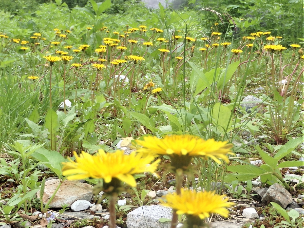 f:id:alps6717:20210726063626j:plain