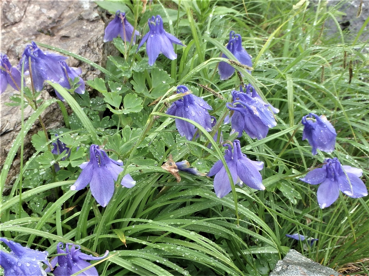 f:id:alps6717:20210726072653j:plain