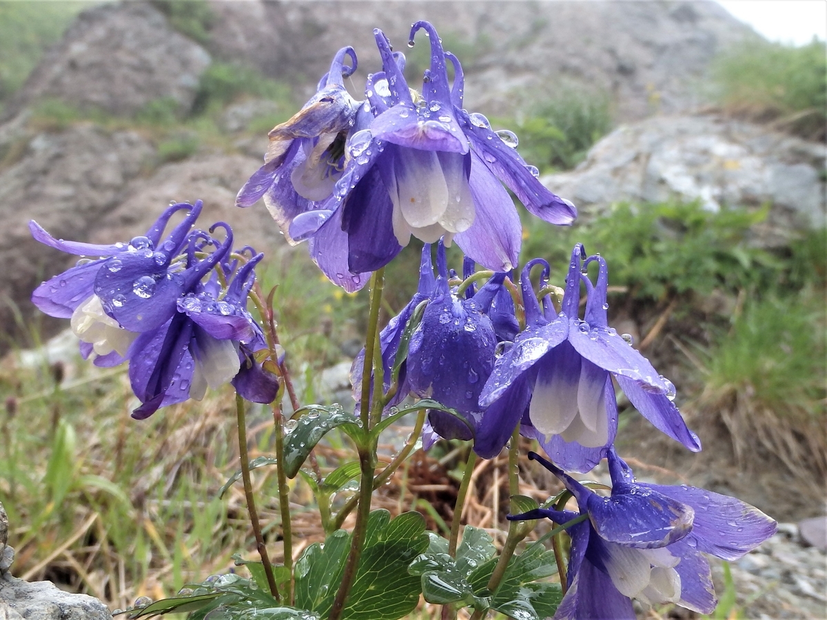 f:id:alps6717:20210726073356j:plain