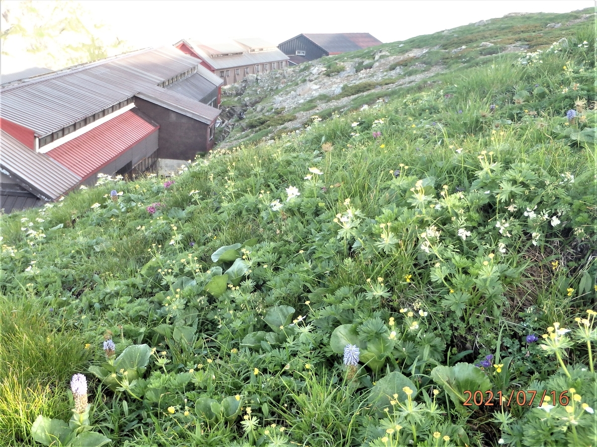 f:id:alps6717:20210726080839j:plain