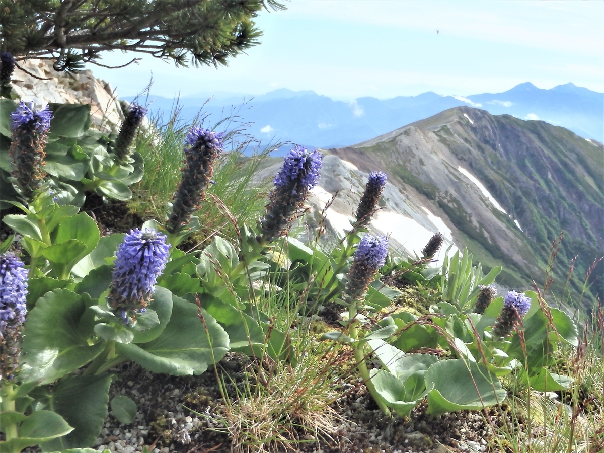 f:id:alps6717:20210726082618j:plain