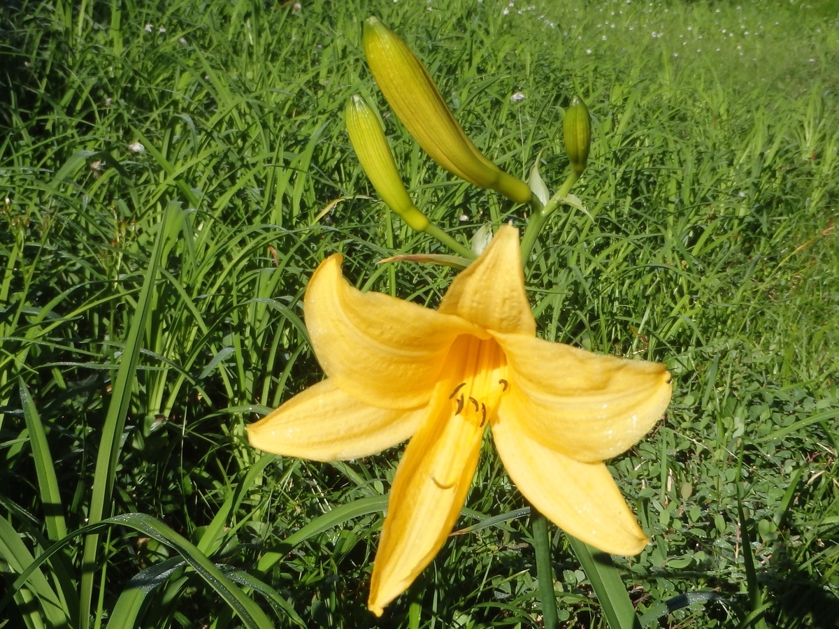 f:id:alps6717:20210726092538j:plain