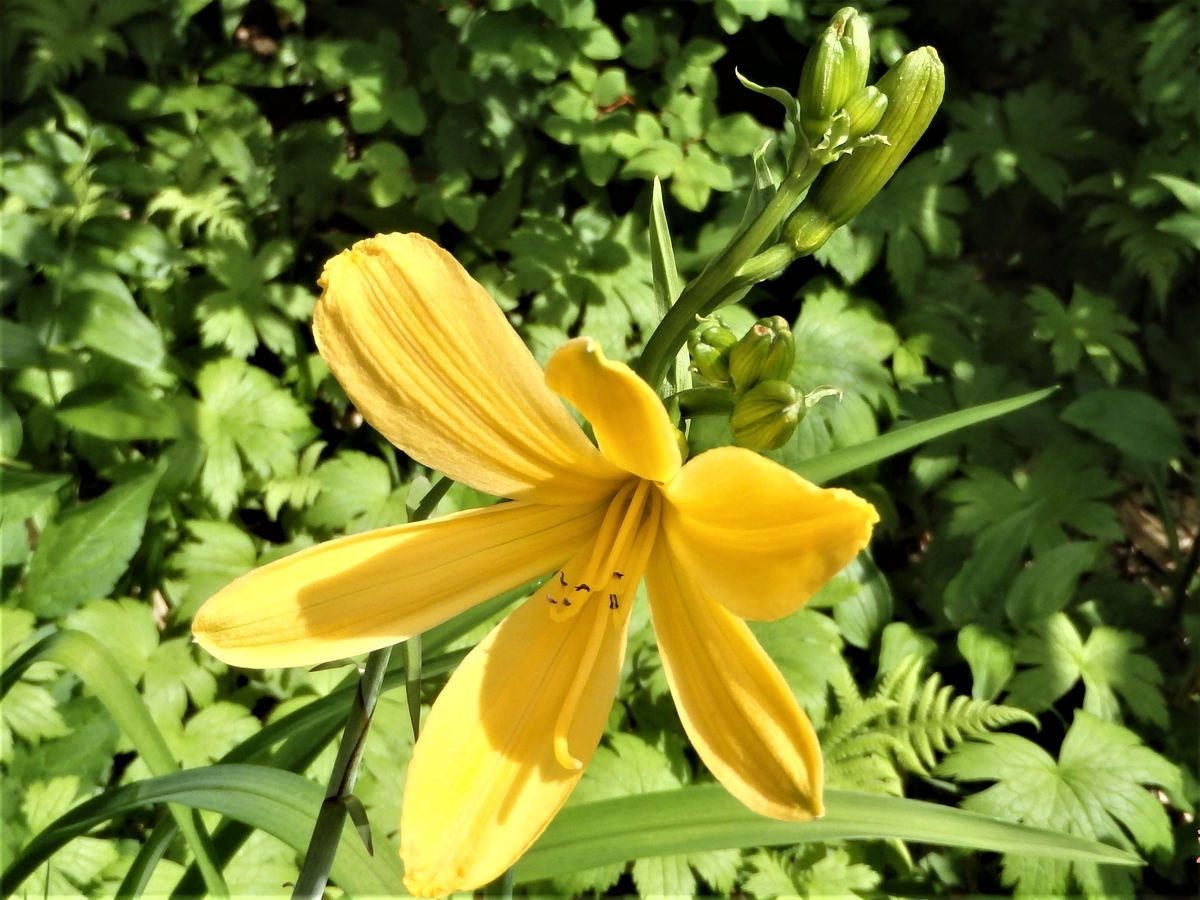 f:id:alps6717:20210726092849j:plain