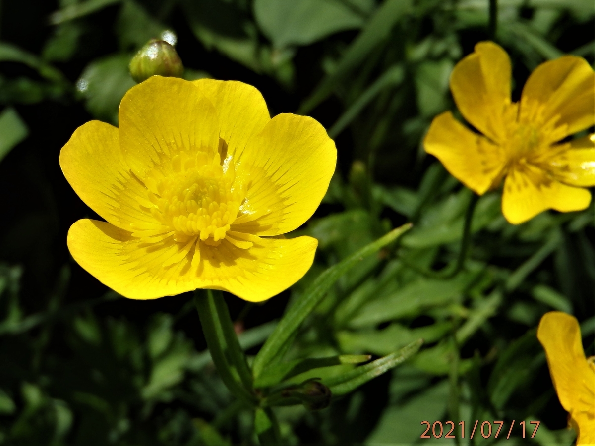 f:id:alps6717:20210726093955j:plain