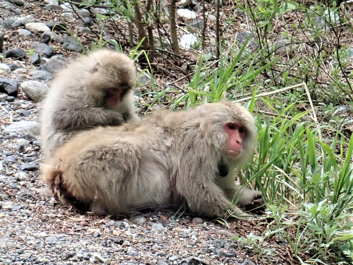 上高地の人なれサルは4つの群れの200頭 - 北穂高岳で味わう至福の