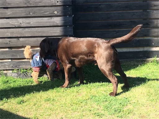 f:id:als20170208:20170429202828j:image
