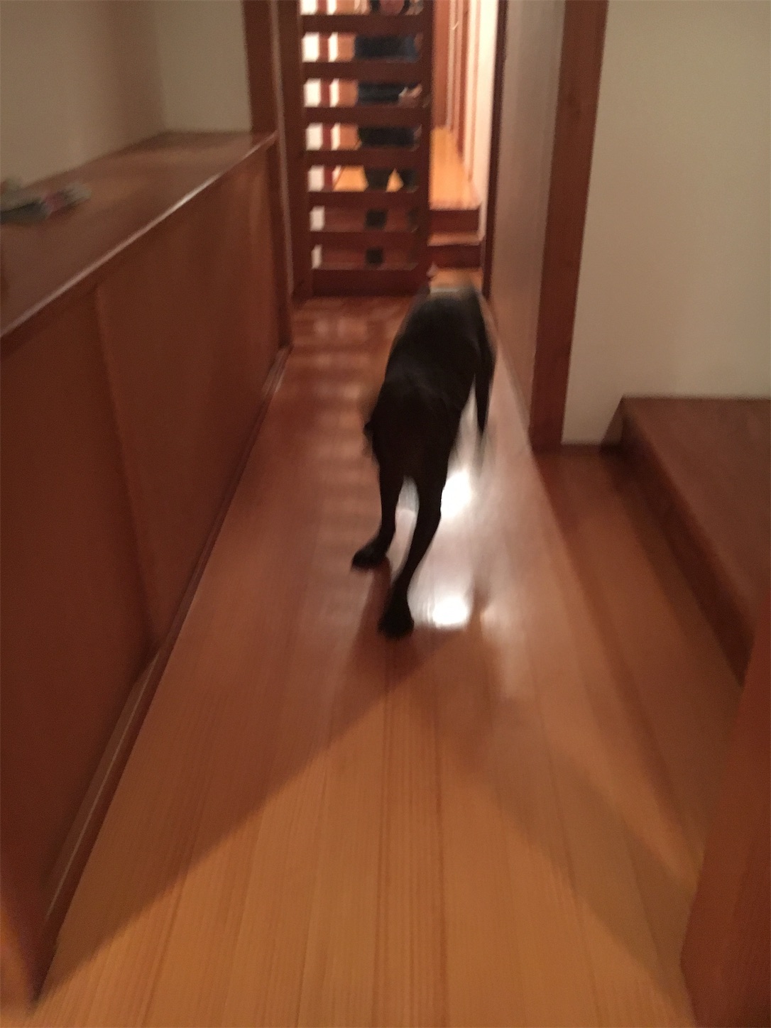f:id:als20170208:20190224133730j:image