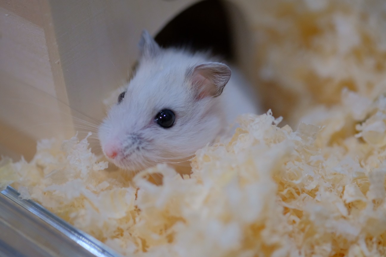 ハムスター】家族が増えました♡ - あるるん亭ブログ