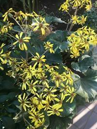 シェードガーデンで活躍する植物 常緑の多年草 ことばの行方