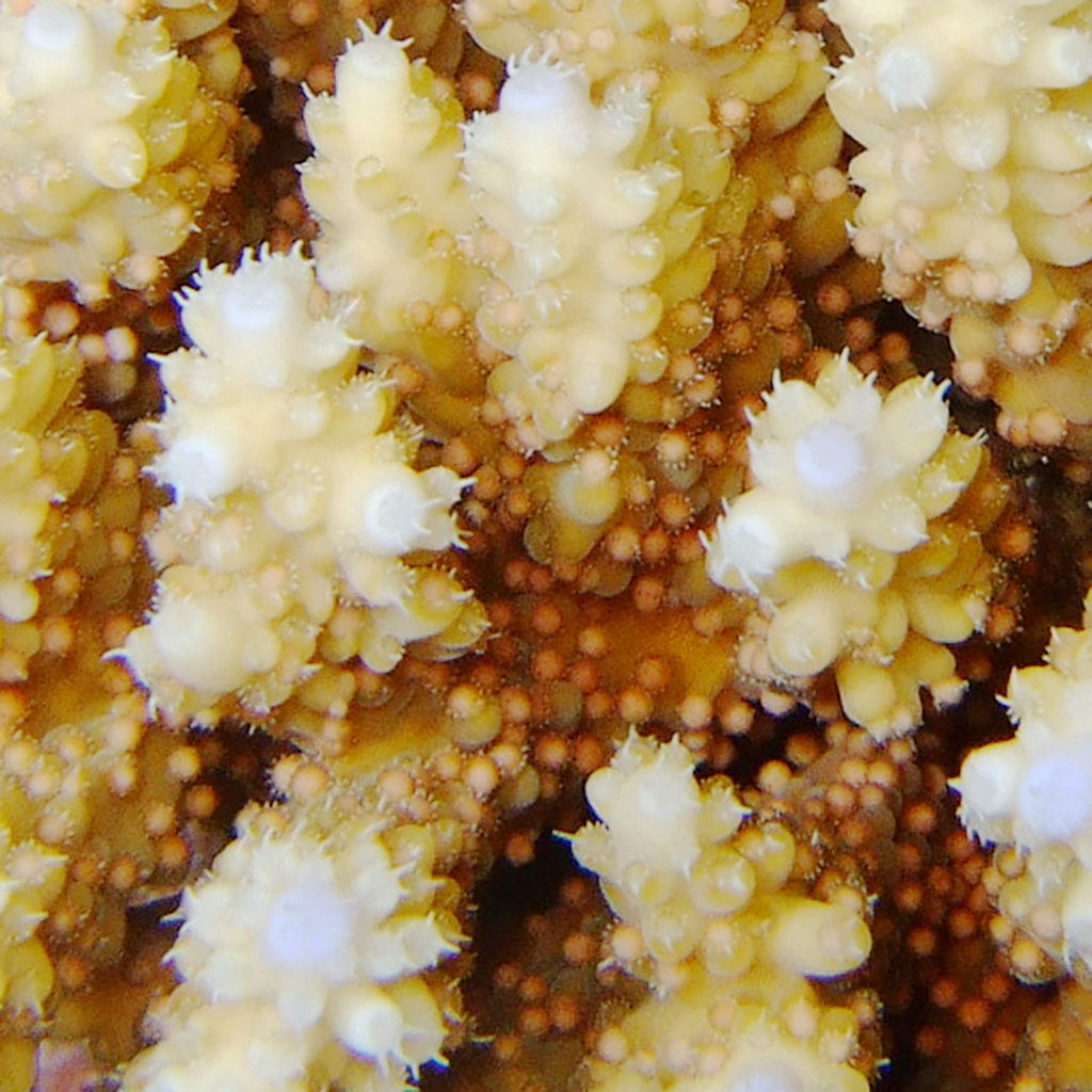 f:id:alterdive:20190224174905j:plain f:id:alterdive:20190224174905j:plain