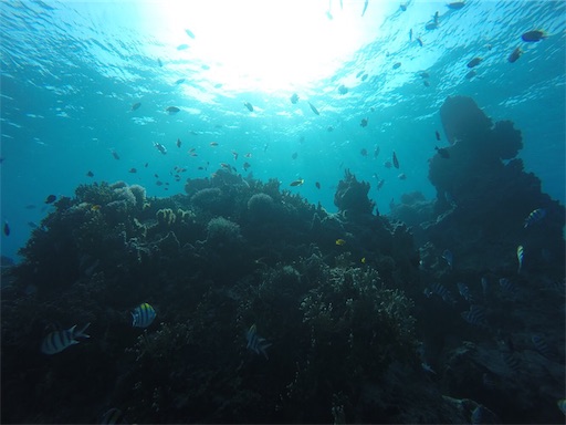 f:id:alterdive:20190313183157j:image