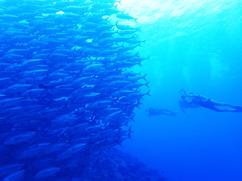 f:id:alterdive:20190314160027j:plain f:id:alterdive:20190314160027j:plain