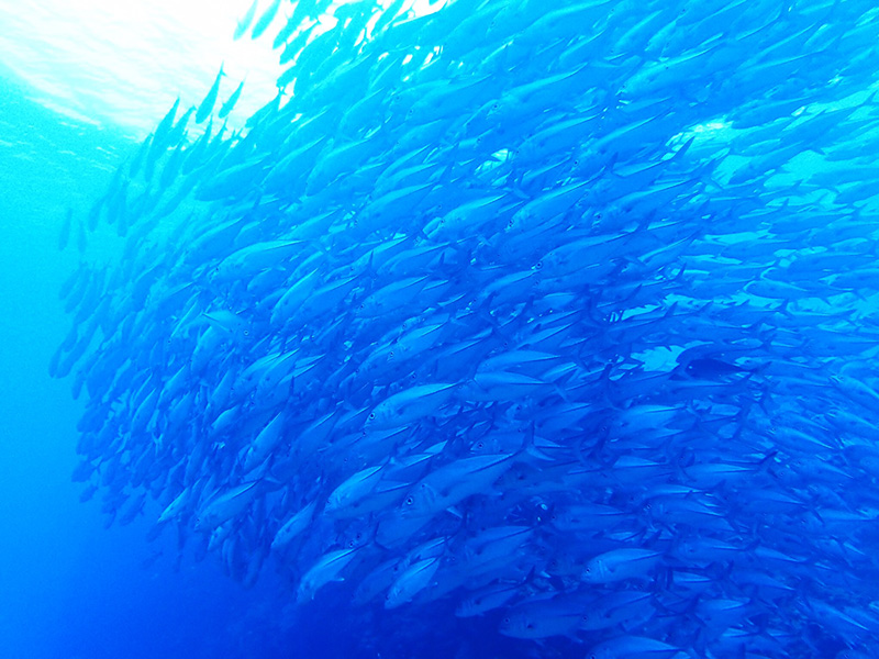 f:id:alterdive:20190314160040j:plain f:id:alterdive:20190314160040j:plain