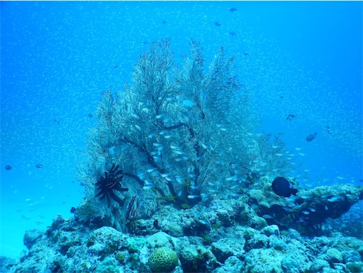 f:id:alterdive:20190409011839j:image