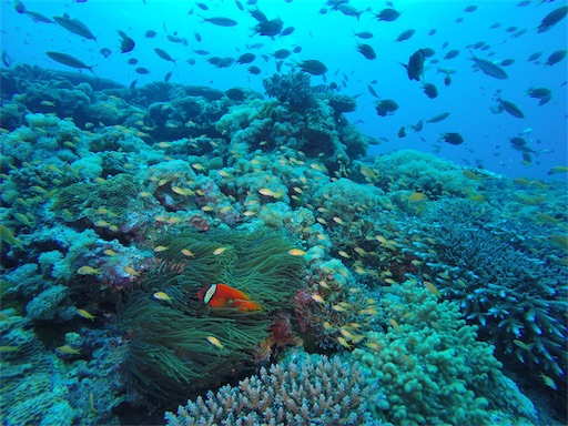 f:id:alterdive:20190417201426j:image f:id:alterdive:20190417201426j:image