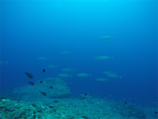 f:id:alterdive:20190417201530j:image f:id:alterdive:20190417201530j:image